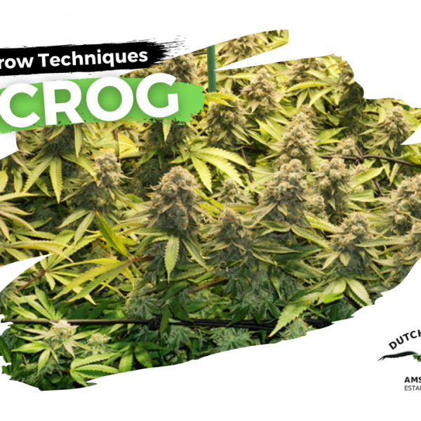 Scrogging cannabis guide