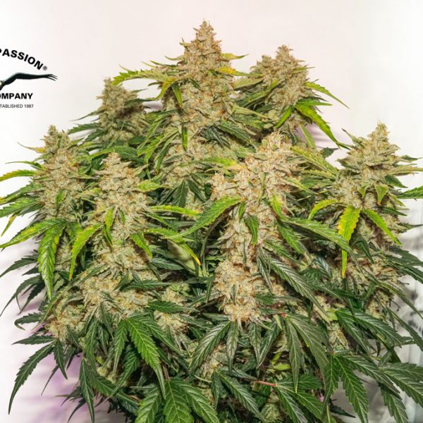 Auto Skywalker Haze grown in 30 litre airpot of coco/light mix with 110g yield of mind-melting buds