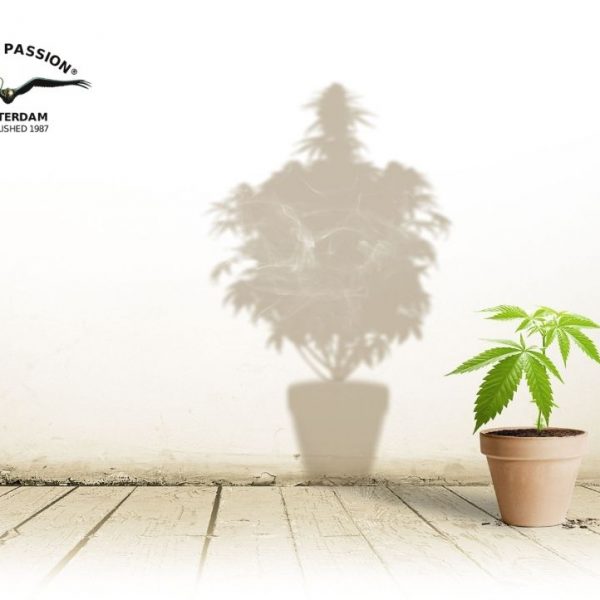 How to move your indoor cannabis plant outdoors