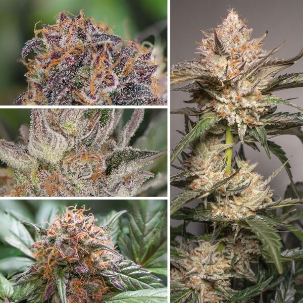 Auto Trichome & Cream Week by Week Flowering Video Dutch Passion