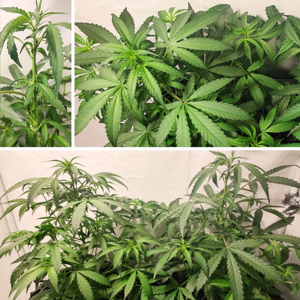 Auto Trichome & Cream Week by Week Flowering Video Dutch Passion