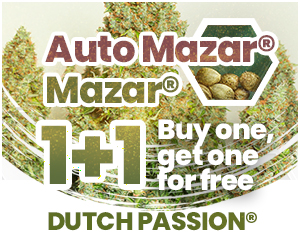 1+1 promo: Mazar / Auto Mazar by Dutch Passion