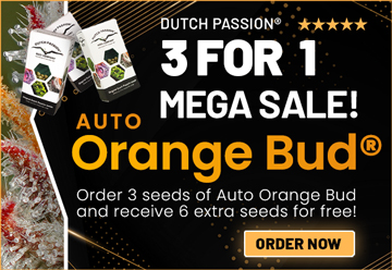 Auto Orange Bud 3 for 1 cannabis seed sale by Dutch Passion